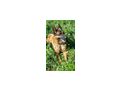 Chamelot NOTFALL �sterreich - Mischlingshunde - Bild 4