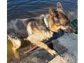 Chamelot NOTFALL �sterreich - Mischlingshunde - Bild 5