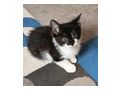 Babyk�tzchen Land - Mischlingskatzen - Bild 1