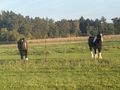 Offenstall Herz Pferde gesucht Pl�tze - Einstellpl�tze - Bild 1