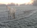 Offenstall Herz Pferde gesucht Pl�tze - Einstellpl�tze - Bild 11