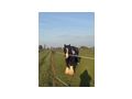Offenstall Herz Pferde gesucht Pl�tze - Einstellpl�tze - Bild 12