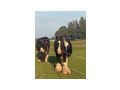 Offenstall Herz Pferde gesucht Pl�tze - Einstellpl�tze - Bild 2