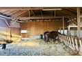 Offenstall Herz Pferde gesucht Pl�tze - Einstellpl�tze - Bild 3