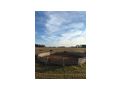 Offenstall Herz Pferde gesucht Pl�tze - Einstellpl�tze - Bild 5
