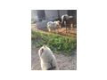 Offenstall Herz Pferde gesucht Pl�tze - Einstellpl�tze - Bild 10