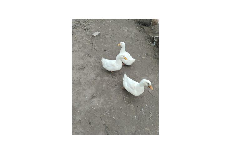 Pekingenten - Enten & G�nse - Bild 1