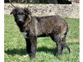 Maaxi wartet sehns�chtig Zuhause - Mischlingshunde - Bild 2