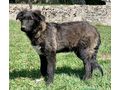 Maaxi wartet sehns�chtig Zuhause - Mischlingshunde - Bild 7
