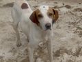 Eli w�nscht IHRE Zuwendung - Mischlingshunde - Bild 2