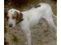 Eli w�nscht IHRE Zuwendung - Mischlingshunde - Bild 7