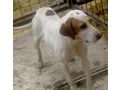Eli w�nscht IHRE Zuwendung - Mischlingshunde - Bild 8