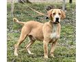 Bosko SEINE Familie gl�cklich - Mischlingshunde - Bild 2