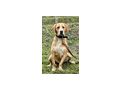 Bosko SEINE Familie gl�cklich - Mischlingshunde - Bild 3
