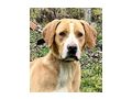 Bosko SEINE Familie gl�cklich - Mischlingshunde - Bild 4