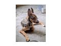 Rhonda NOTFALL �sterreich - Mischlingshunde - Bild 1