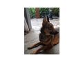 Rhonda NOTFALL �sterreich - Mischlingshunde - Bild 3