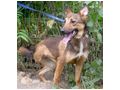 Rhonda NOTFALL �sterreich - Mischlingshunde - Bild 4