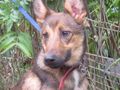 Rhonda NOTFALL �sterreich - Mischlingshunde - Bild 5