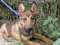Rhonda NOTFALL �sterreich - Mischlingshunde - Bild 7