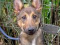 Rhonda NOTFALL �sterreich - Mischlingshunde - Bild 8