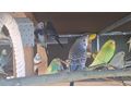 Wellensittiche - Sittiche - Bild 1