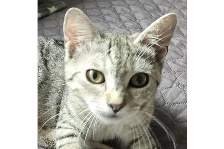 Fundkatze - zu Verschenken - Bild 1