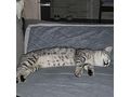 Fundkatze - zu Verschenken - Bild 2