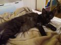 Katze vergeben - Mischlingskatzen - Bild 2