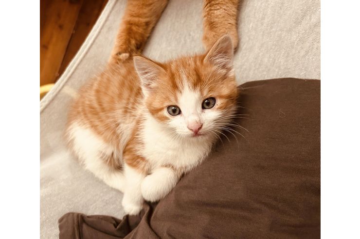 Katzenbabys - Mischlingskatzen - Bild 1