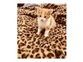 Katzenbabys - Mischlingskatzen - Bild 2