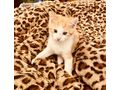 Katzenbabys - Mischlingskatzen - Bild 3