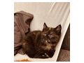 Katzenbabys - Mischlingskatzen - Bild 1