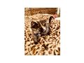 Katzenbabys - Mischlingskatzen - Bild 2