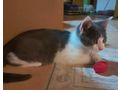 2 Katerchen Herbstwurf abzugeben - Mischlingskatzen - Bild 2