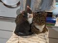 2 Katerchen Herbstwurf abzugeben - Mischlingskatzen - Bild 3