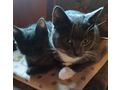 2 Katerchen Herbstwurf abzugeben - Mischlingskatzen - Bild 4