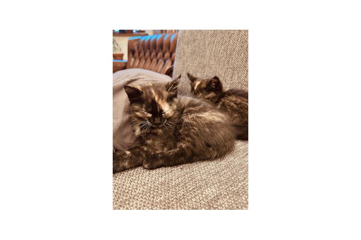 Katzenbabys - Mischlingskatzen - Bild 1