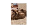 Katzenbabys - Mischlingskatzen - Bild 1