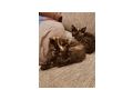 Katzenbabys - Mischlingskatzen - Bild 2