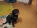 Herrchen Frauchen - Mischlingshunde - Bild 1