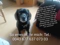 Herrchen Frauchen - Mischlingshunde - Bild 2