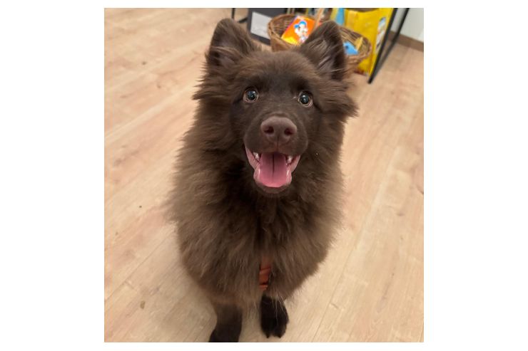Grossspitz vergeben - Rassehunde - Bild 1