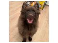 Grossspitz vergeben - Rassehunde - Bild 1