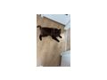 Grossspitz vergeben - Rassehunde - Bild 2