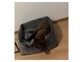 Grossspitz vergeben - Rassehunde - Bild 3