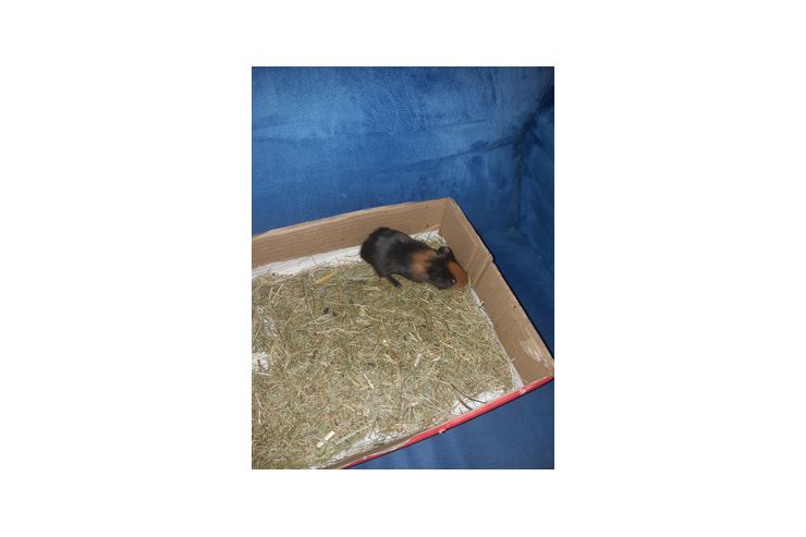 Meerschweinchen - Meerschweinchen - Bild 1