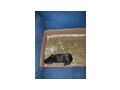 Meerschweinchen - Meerschweinchen - Bild 3