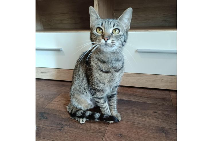 Katze Zuhause - Mischlingskatzen - Bild 1