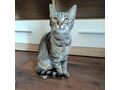 Katze Zuhause - Mischlingskatzen - Bild 1
